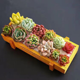 懋扬多肉植物室内小盆栽精品高端多肉大颗株好养花卉绿植阳台客厅 10颗多肉随机+欧式木盆+营养土