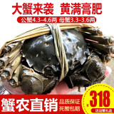 【活蟹】阳澄小斌大闸蟹 鲜活精挑特大螃蟹公蟹母蟹生鲜水产礼盒 公蟹4.3-4.6母3.3-3.6两 六只