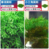 疯狂水草（FKSC）莫斯水草活体植物鱼缸造景底部前景套餐懒人阴性莫斯树沉木水榕 三角垂泪莫斯组合
