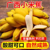 良知农哥 小香蕉广西小米蕉 小鸡蕉新鲜皇帝蕉 9斤 【需催熟】 发货的是7分熟的青香蕉哦