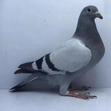 信鸽鸽子活体血统鸽成绩赛鸽幼鸽种鸽清棚鸽外血种鸽一对詹森信鸽 瓦灰幼鸽 一只母