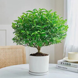 京云梦 清香木盆栽防蚊虫驱蚊草绿植桌面绿植清香胡椒木+塑料盆源头直发