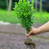 小叶黄杨木独杆黄杨高杆黄杨盆景素材瓜子黄杨木树苗黄杨球庭院植物绿化苗木地栽盆栽四季常青 黄杨苗小苗1棵