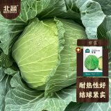 北蔬 甘蓝种子苗卷心菜包菜圆白菜大头菜四季蔬菜种籽 甘蓝种子500粒