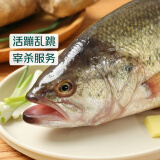 鲜活冲浪河鲈鱼400-500g/条