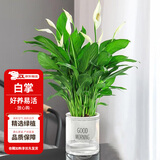 花翁一帆风顺白掌盆栽办公室内绿植花卉水培植物易活好养常绿源头直发