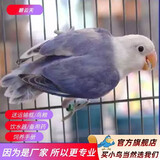 万宠汇 鸟活体虎皮鹦鹉笼养牡丹玄风活鸟学说话手养小太阳鹦鹉和尚鹦鹉 碧云天牡丹鹦鹉1只