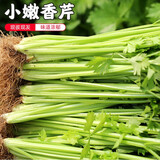 密水农家密云农业 本地自种芹菜 鲜摘小芹菜 新鲜蔬菜 芹菜 500g