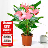 花翁红掌盆栽鸿运当头绿植室内桌面植物耐阴年宵花卉净化空气源头直发