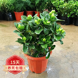 欧悟米兰花盆栽花卉植物室内四季开花带花苞浓香茉莉花苗盆景驱蚊绿植 大叶栀子花【高度40-50cm原土】