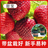 京云梦草莓苗红火果四季家庭阳台草莓盆栽 /甜宝草莓两颗含加仑盆栽好