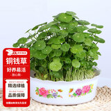 花翁水培植物水养草籽花卉盆栽金钱草带叶 铜钱草+牡丹塑料盆源头直发