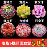 多肉组合盆栽阳台盆栽喜阳植物新手福利按图发货品种花卉好养 B款6种不带盆土