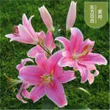香水百合种球四季花卉好养易活盆栽室内花植物种球浓香百合花种球 索邦多头花包活包对版 百合种球一颗