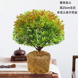 金丝楠木盆裁小叶赤楠盆景造型金丝楠木盆景小叶桢楠树苗 五年【土球-不带盆】 带盆栽好