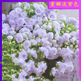 进口丹麦重瓣风铃草重瓣风铃花种子室内阳台庭院四季开花鲜花盆栽 7.重瓣淡紫色风铃 当季新籽480粒送肥料
