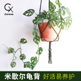 乡村小花医仙洞龟背竹米歇尔盆栽多孔爬藤室内喜阴绿植物水培净化空气 育苗盆-仙洞龟背（30cm）