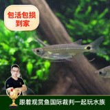 云峰海瑞清洁鱼活体热带鱼观赏鱼水族宠物工具鱼垃圾鱼老鼠鱼鱼缸除藻 除油膜专家龙须灯   6条