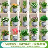 绿有意绿萝箩发财树绿植盆栽花卉室内吸除甲醛桌面水培懒人植物四季好养 【6盆自选】植物备注，联系客服