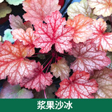 矾根植物盆栽大苗组合套餐室内耐寒四季庭院阳台观叶小苗花卉绿植 浆果沙冰10CM 简易盆 含盆