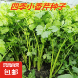 四季蔬菜种子大全菠菜香菜生菜油麦菜苋菜鸡毛菜芹菜矮脚黄蔬菜籽 四季小香芹种子1包约10000粒