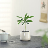 八芽迷你盆栽绿植室内桌面办公室好养花卉小盆景四季常青植物净化空气 罗汉松-白小雪梨盆 带盆栽好