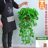 绿有意大叶绿萝盆栽壁挂除甲醛长藤绿萝水培绿箩爬墙垂吊兰植物净化空气 高脚红盆长藤一盆+储水盆