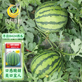 凤鸣雅世冰糖麒麟西瓜种籽红瓤西瓜四季春季甜西瓜早佳8424西瓜种子100粒