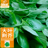 ldeal理想农业 荆芥种子河南大叶清香荆芥种籽罗勒香菜四季种蔬菜种子