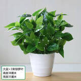 仿真绿萝叶盆栽假花塑料人造绿植室内外落地盆景隔断花槽装饰花卉 大盆+3束绿萝