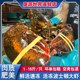 波斯顿龙虾特大2-15斤波龙海鲜澳洲澳龙鲜活冷冻奥龙大龙虾 鲜冻一只3-3.5斤