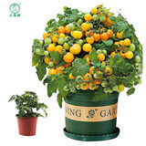 大禹矮生番茄苗盆栽小西红柿苗带土秧苗种子圣女果树苗寿光水果蔬菜苗 黄矮生盆栽小番茄苗1盆 带盆土