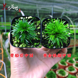 正宗日本菖蒲贵船苔黄金极姬金钱黄金极姬室内好养易活微型盆景 贵船苔中苗+黄金极姬中苗 带培育盆发货，送土送肥