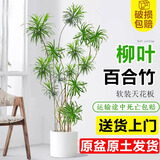 叹为观止 大型盆栽 单杆辫子发财树天堂鸟绿萝散尾葵办公室内开业乔迁礼品 柳叶百合竹1.2-1.4米 含盆