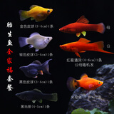 AIPHAROW高帆红箭鱼活体观赏鱼高鳍月光鱼米奇胎生鱼热带鱼皮球玛丽鱼活体 胎生鱼全家福套餐