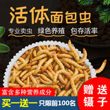 崇雾黄粉虫大麦虫活虫面包虫活体鲜活虫乌龟八哥仓鼠鸟食守宫龙鱼饲料