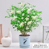 步恋 九里香绿植盆栽花卉树苗植物盆景老桩树桩室内驱蚊草带花浓香 九里香【蓝色羽毛陶瓷瓷盆】 【当年开花】