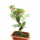 意轩 枸杞苗果树苗枸杞黑枸杞红枸杞苗盆栽地栽果树苗木枸杞当年结果 枸杞(2公分粗度)造型随机【带果子】