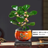 双盟文竹盆栽矮化老桩盆景办公室内绿植物富贵竹好养文竹源头直发包邮 小盼菩提+柿如意盆+黑砂+方底座