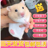 仟芸  仓鼠活体金丝熊布丁三线活物小苍鼠送粮食笼子情侣一对当天发货