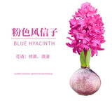 御春阁风信子种球水培套装室内阳台桌面四季水养花卉土培盆栽植物好养的 粉色单球+肥料
