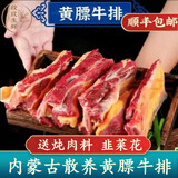 井親黄膘牛排 内蒙古草原散养黄膘牛肋排 新鲜正宗散养黄标牛排 5000g 餸韭菜花酱炖料