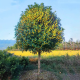 欧博桂花树大树大型庭院原生地栽桂花树苗八月桂金桂四季桂丹桂沉香桂 金桂【原生】 4公分粗【1.5-1.8米左右高】