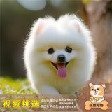 梦茜儿纯种博美犬球形博美幼犬活体宠物狗狗茶杯犬博美狗小白狗小体博美 宠物级 精品款 公