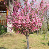 滨淇庭院地栽大型高杆海棠树苗西府海棠耐寒植物/海棠苗6公分粗1棵