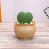 行湘一片心仙人掌多肉植物钱串子多肉盆栽  一片心+素陶盆 源头直发