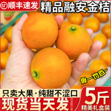 旭霁广西融安金桔脆蜜金桔金柑【顺丰多地次日达】滑皮新鲜水果礼盒装 净重5斤二代融安金桔 大果【每斤约25-30颗】超值热销