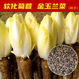 北蔬 蔬菜种子大全品种阳台四季播种菜籽 批发家庭种植农科院各种 （菊苣）金玉兰菜种子 100粒/袋