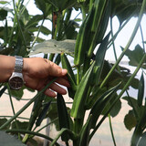 凤鸣雅世秋葵种子四季菜种籽阳台春秋季蔬菜种孑菜籽早熟大田基地种植种子 绿美人黄秋葵种子500克