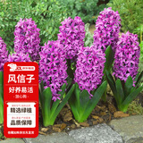 花翁荷兰进口风信子种球水培阳台盆栽球根花卉 紫色2个球源头直发